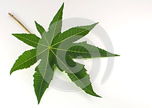 Green leaf isolated on white background