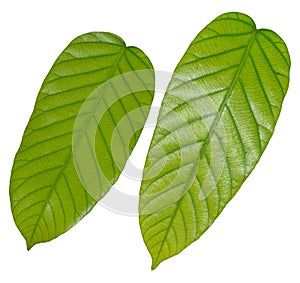 Green leaf isolated on white background. Clipping path