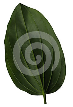 Green leaf isolated on white background. Clipping path included for easy extraction
