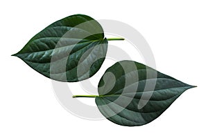 green leaf isolated on white background. Components of art design work