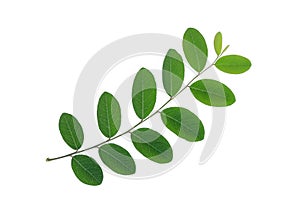 Green leaf isolated on white background, flat lay