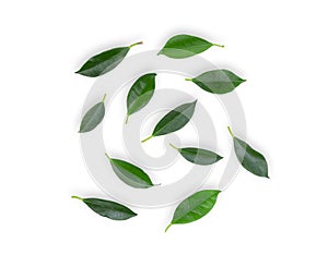 Green leaf isolated on white background, flat lay