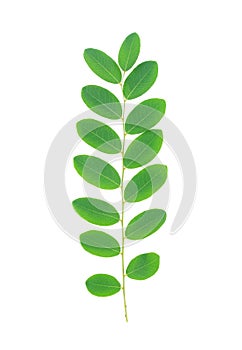 Green leaf isolated on white background, Moringa leaves