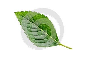 Green leaf isolated.on whited background