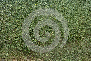 Green leaf ivy plant covered stone fence wall background