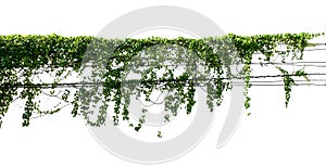 green leaf ivy  plant isolate on white background