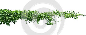 green leaf ivy  plant isolate on white background