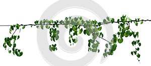 green leaf ivy  plant isolate on white background