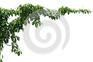 green leaf ivy  plant isolate on white background