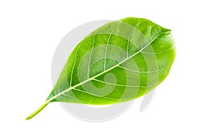 Green leaf jackfruit. Isolated on a white.