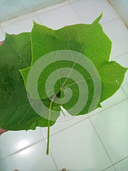 Green leaf. Jarak leaf.