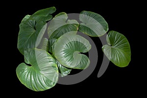 Green leaf jungle creeping plants isolated on black background have clipping path