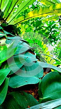 Green leaf jungle plant parasit photo