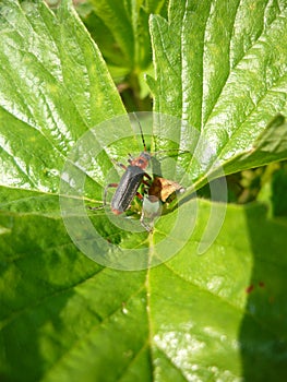 Green leaf with lady bug in garden, macro photo of Bulgaria