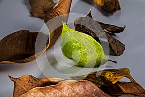 Green leaf with languish