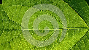 Green leaf of laryngeal flower close-up