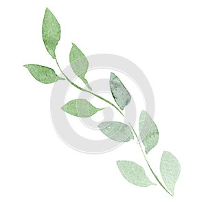 Green leaf. Leaf plant botanical garden floral foliage. Watercolor background set. Isolated leaves illustration element.