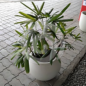 Green leaf,leaves gardning plants