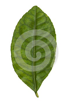 Green leaf of lemon plant on white