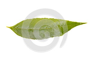 Green leaf of lemon tree isolated on white background.