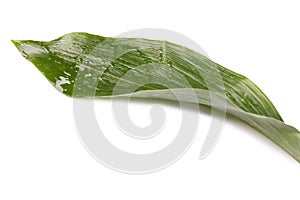 Green leaf of lemon tree isolated on white background.