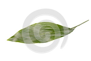 Green leaf of lemon tree isolated on white background.