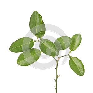 Green leaf of lemon tree on small branch. Studio shot isolated o