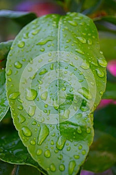 Green leaf of an lemon tree with water drops, macro, nature background