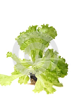 Green leaf lettuce