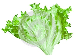 Green leaf lettuce