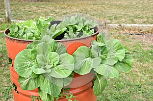 green leaf lettuce from agroecological garden photo