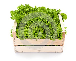 Green leaf lettuce in crate