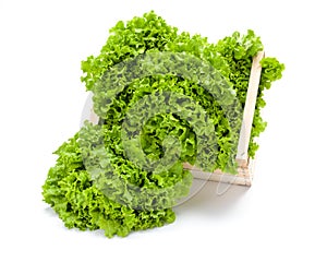 Green leaf lettuce in crate