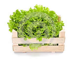 Green leaf lettuce in crate