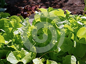 Green leaf lettuce grows in a vegetable garden. Fresh organic salad close-up