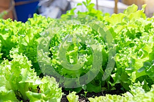 Green leaf lettuce plant cultivation on organic farm, organic vegetables. selective focus