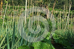 Green leaf lettuce salad and onion on garden bed in vegetable field