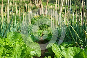 Green leaf lettuce salad and onion on garden bed in vegetable field