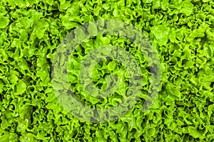 Green leaf lettuce texture