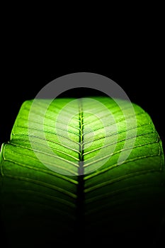 green leaf lights