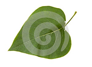 Green leaf of lilac bush isolated on white background