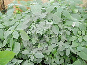 Green leaf looking dutifully