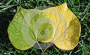 Green leaf losing chorophyll pigment color.