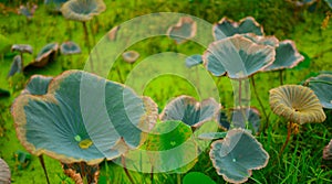 Green leaf of Lotus