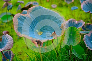 Green leaf of Lotus