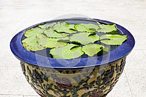 Green leaf lotus in glazed water jar with dragon patterns