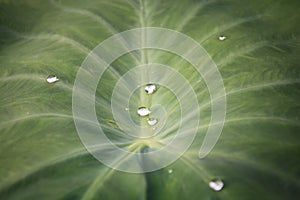 Green leaf lotus with water drops for background