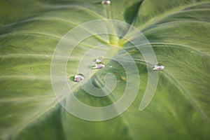 Green leaf lotus with water drops for background