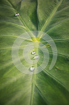 Green leaf lotus with water drops for background