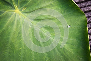 Green leaf lotus with water drops for background